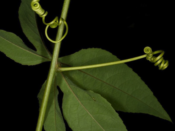 Tendril: tendrils are structures modified for grasping and holding by vining plants; in this case, the tendril is a modified stem - Passiflora
